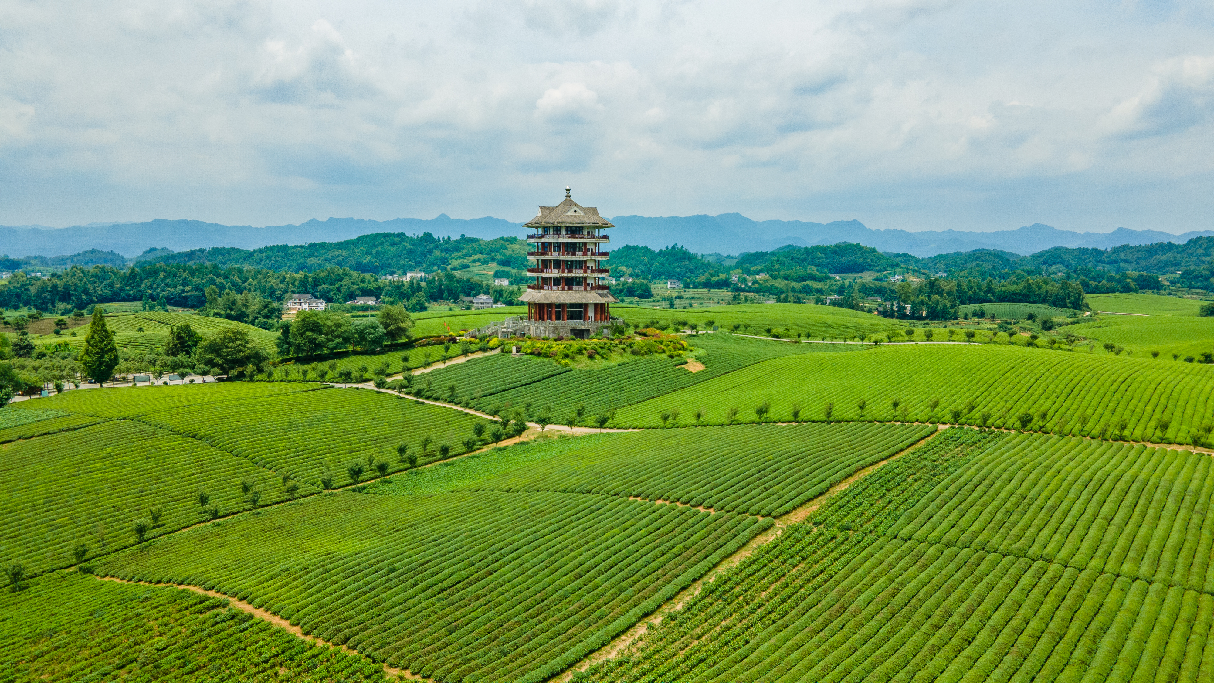 湄潭縣永興鎮(zhèn)萬(wàn)畝茶海.jpg